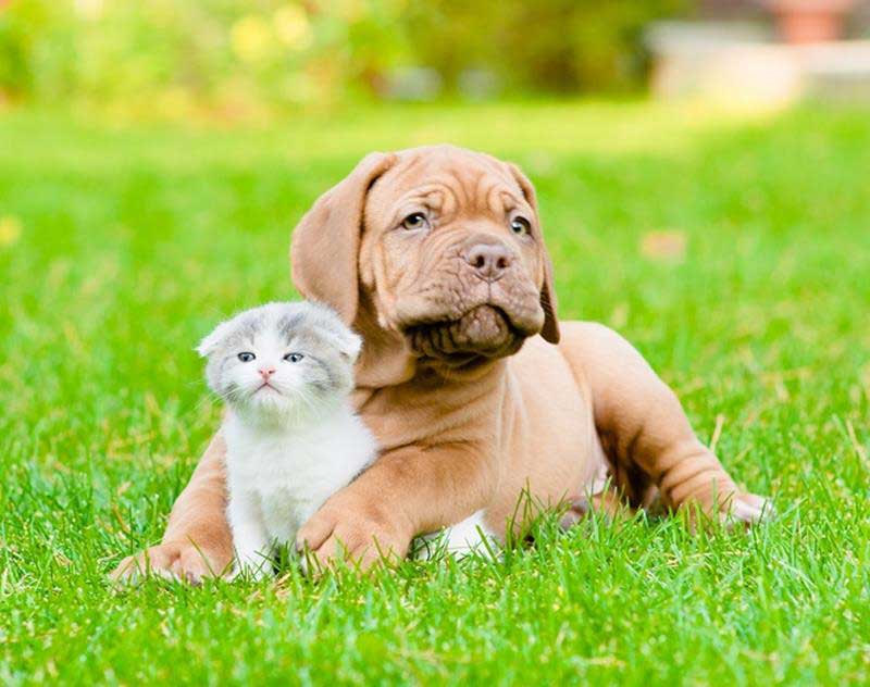 new veterinary clients welcome in  Russellville, KY at Pet Care Services