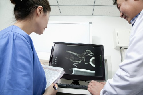 digital pet X-rays in  Russellville, KY at Pet Care Services