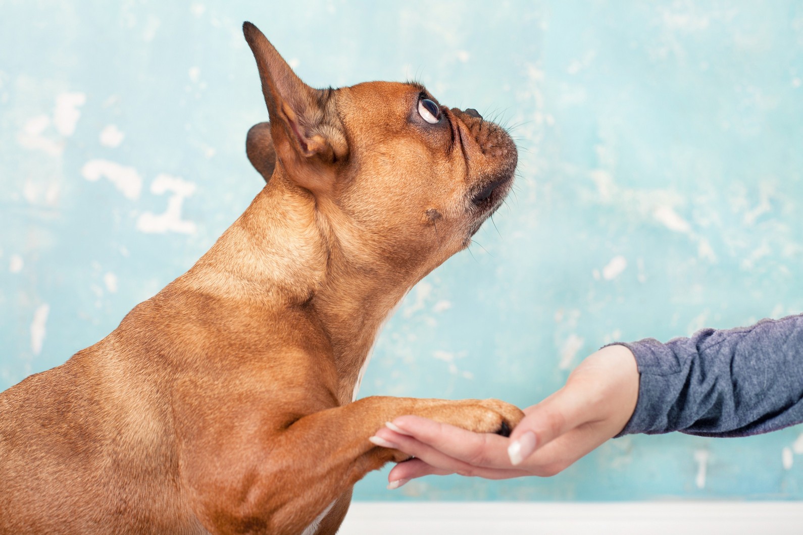 pet behavior management in  Russellville, KY at Pet Care Services