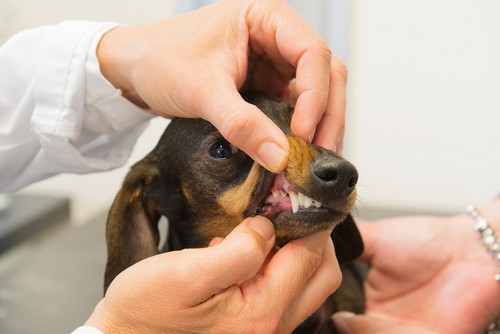 pet dental care in  Russellville, KY at Pet Care Services
