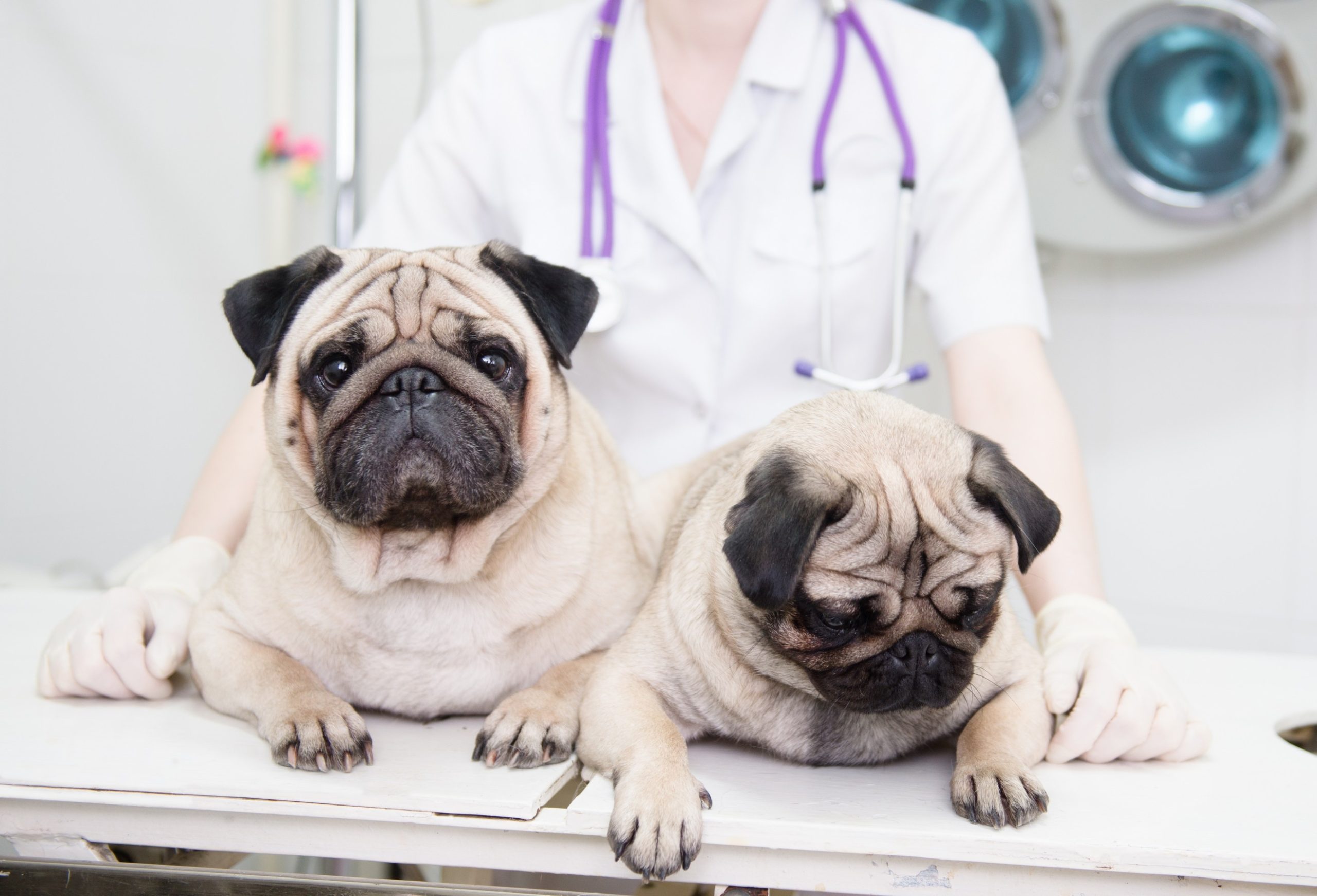 pet travel health certificates in  Russellville, KY at Pet Care Services