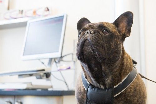 veterinary in-house laboratory in  Russellville, KY at Pet Care Services