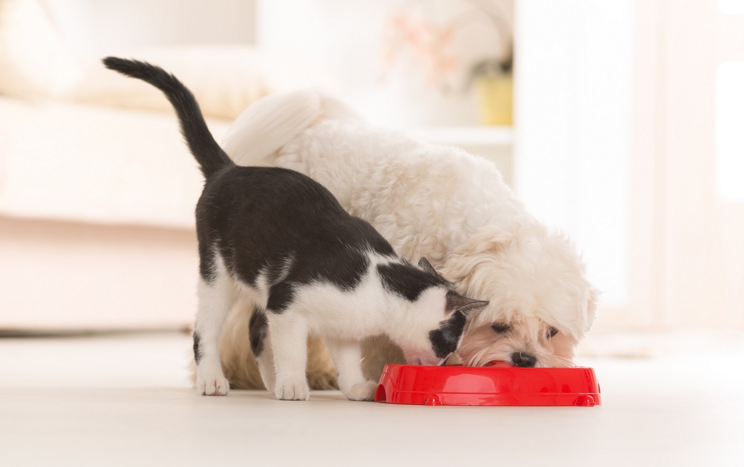 pet nutritional counseling in  Russellville, KY at Pet Care Services