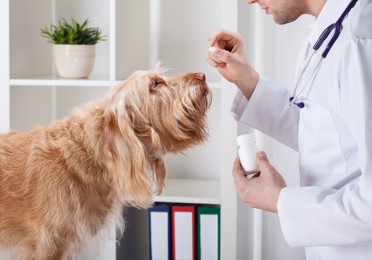pet parasite prevention in  Russellville, KY at Pet Care Services