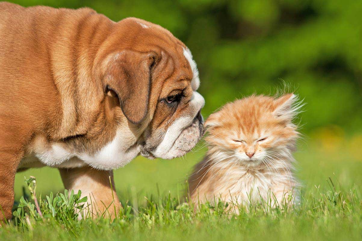 puppy and kitten veterinary care in  Russellville, KY at Pet Care Services