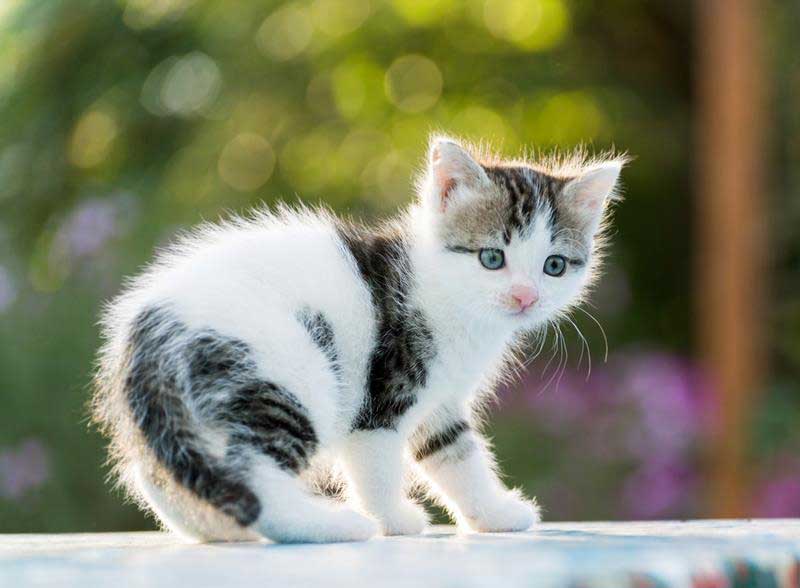 spay and neuter surgery in  Russellville, KY at Pet Care Services