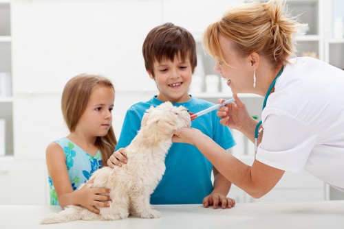 pet vaccinations in  Russellville, KY at Pet Care Services